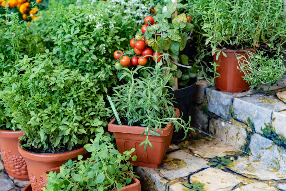 How To Start a Container Garden For Beginners