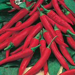 Load image into Gallery viewer, Chilli - 30 Premium Seeds
