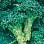 Load image into Gallery viewer, Broccoli - 250 Premium Seeds
