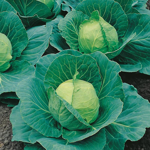 Cabbage - 250 Premium Seeds