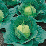 Load image into Gallery viewer, Cabbage - 250 Premium Seeds
