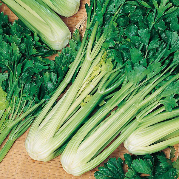 Celery - 50 Premium Seeds