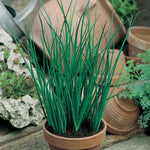 Load image into Gallery viewer, Chives - 375 Premium Seeds
