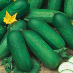 Load image into Gallery viewer, Cucumber - 20 Premium Seeds
