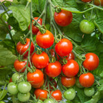 Load image into Gallery viewer, Tomatoes - 25 Premium Seeds
