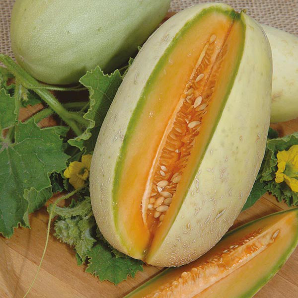 Melon - 10 Premium Seeds