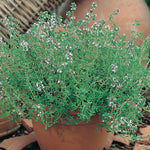 Load image into Gallery viewer, Thyme - 25 Premium Seeds

