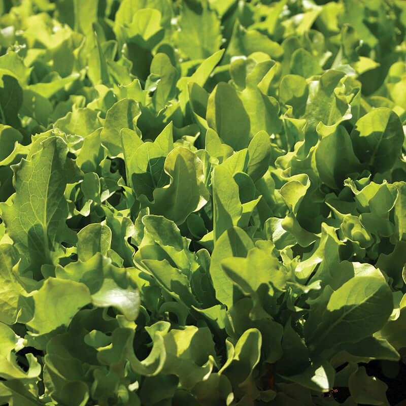 Lettuce - 500 Premium Seeds